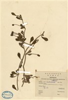 藏品(過江藤)的圖片